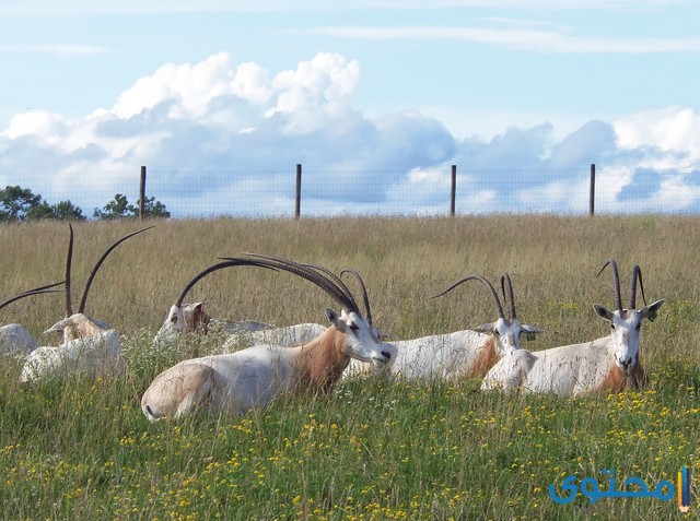 حيوان المها