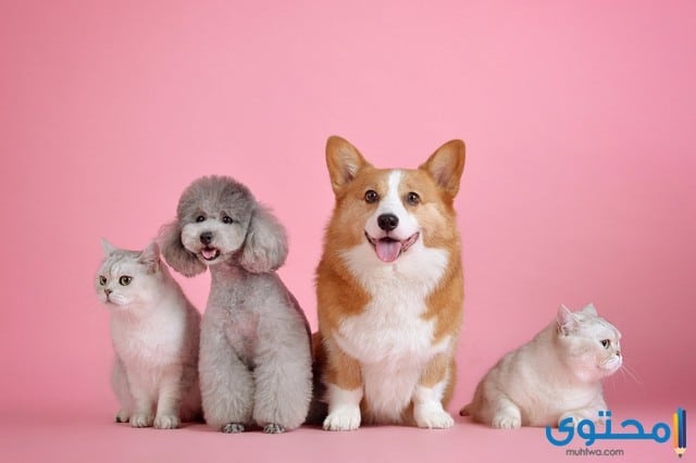 معلومات عن الكلاب