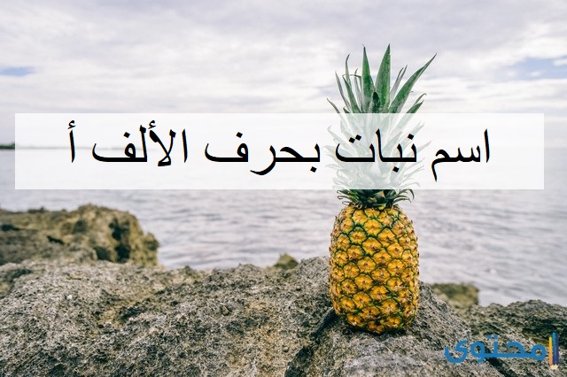 نبات بحرف الألف