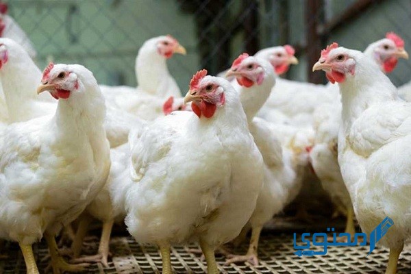 أسعار الدواجن في المرشد للدواجن اليوم