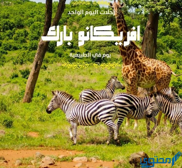 أسعار تذاكر أفريكانو بارك