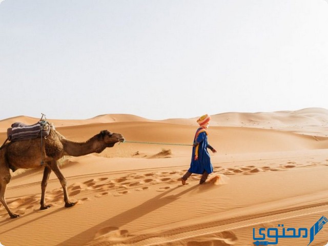 أصول عائلة ماجكي بالكويت