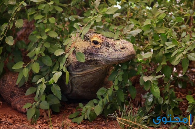 أكبر السحالي