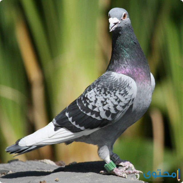 الحمام الزاجل