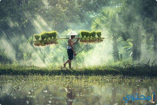 موضوع تعبير عن أهمية الفلاح