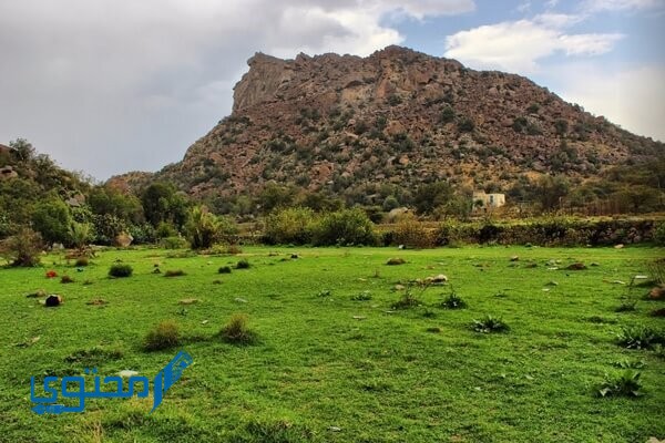 أين تقع بلجرشي؟ وما المدن القريبة منها