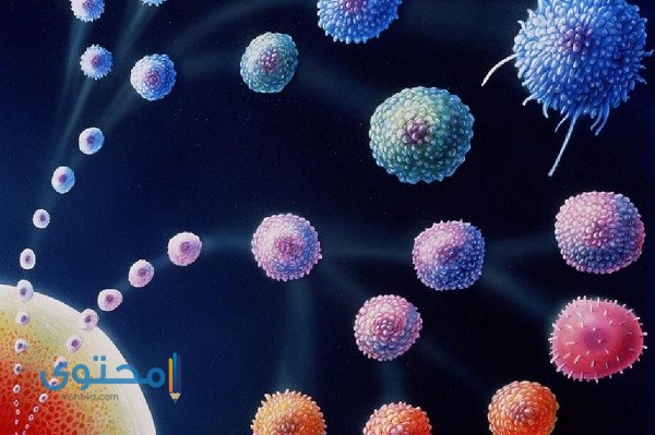 ارتفاع بسيط في lymphocytes