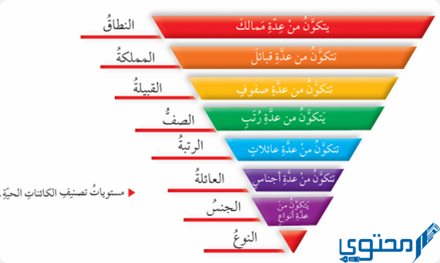 اصغر مستويات التصنيف