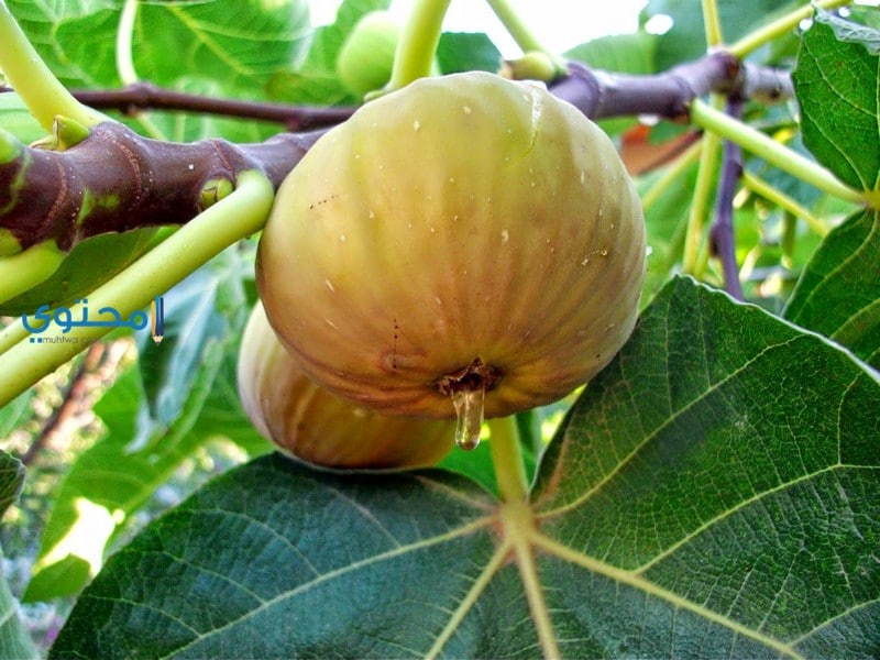 التين وأكله في المنام