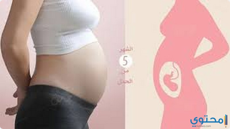 الحمل في الشهر الخامس
