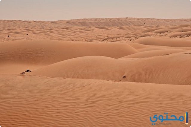 موضوع تعبير عن تعمير الصحراء في سيناء والوادي