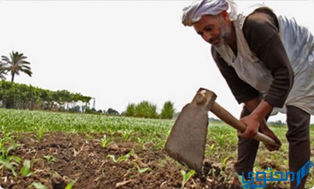 تفسير رؤية الفلاح في المنام دلالة علي النجاح