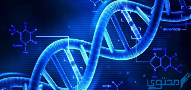 القاعدة النيتروجينية التي توجد في rna ولا توجد في dna؟