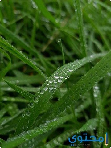 موضوع تعبير عن المطر