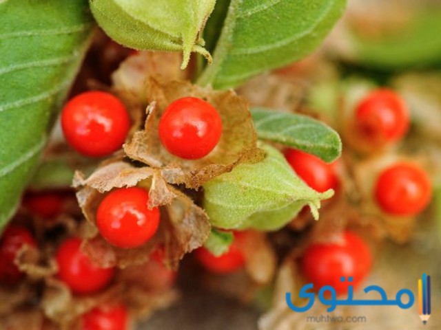 اين تباع الاشواجندا