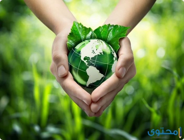 دور الإسلام في الحفاظ على البيئة