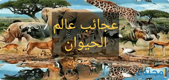 بحث عن عجائب عالم الحيوان