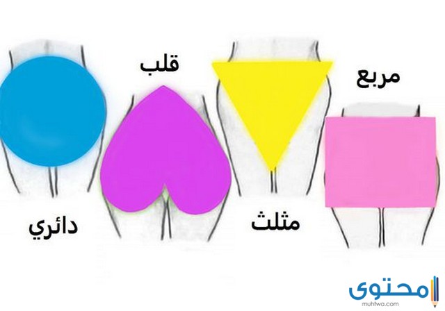 شكل المؤخرة