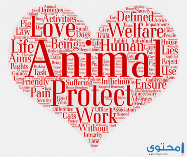 الرفق بالحيوان