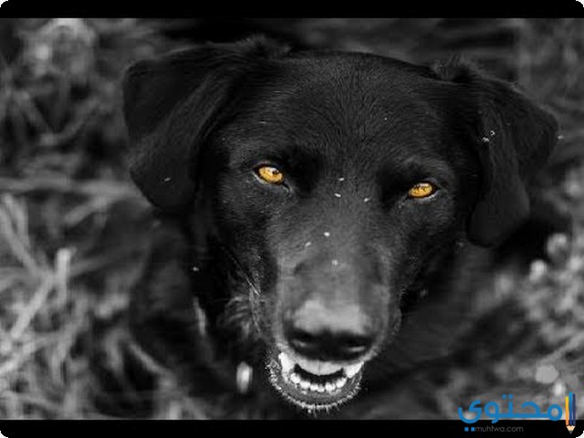 الكلب الأسود في المنام
