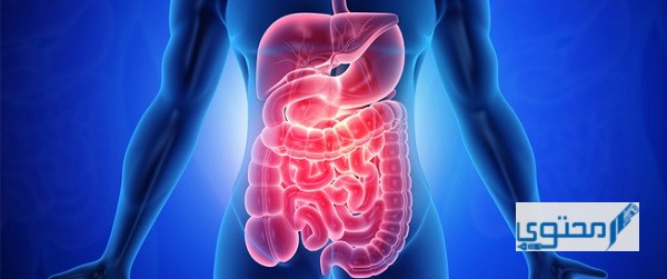 جهاز حيوي يقوم بتفكيك الطعام