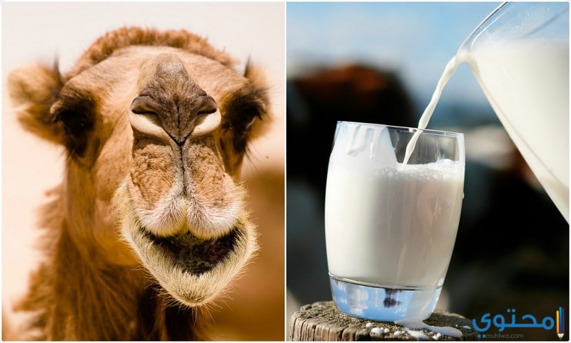 فوائد حليب الإبل