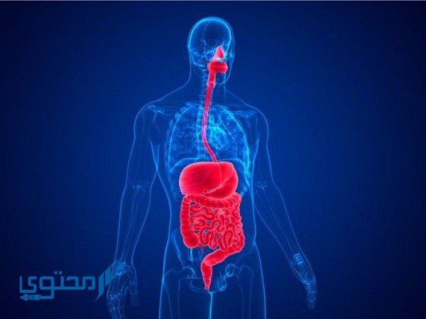 خريطة مفاهيم الجهاز الهضمي