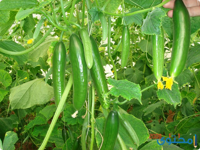 مشروع الخيار في الصوب