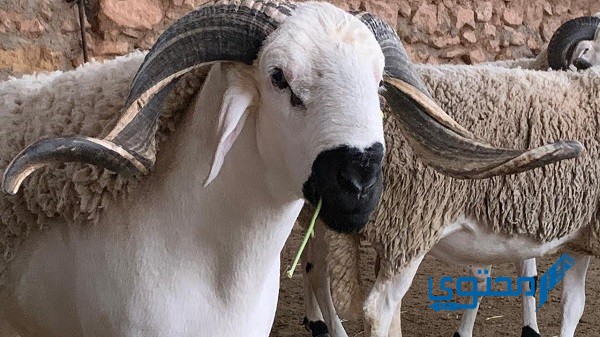 دعاء ذبح الأضحية عند الشيعة