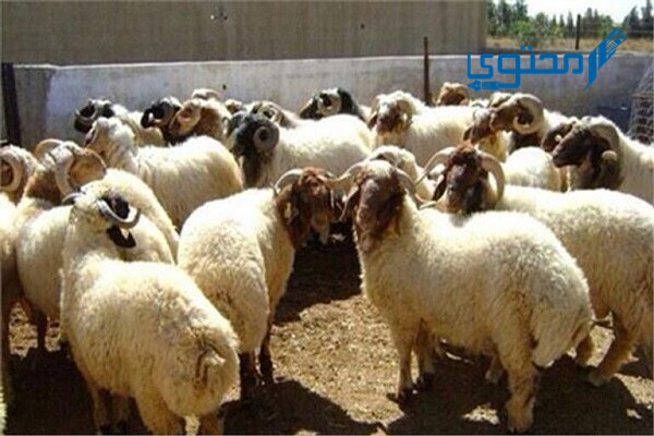 دعاء نحر الأضحية وماذا يقال وقتها