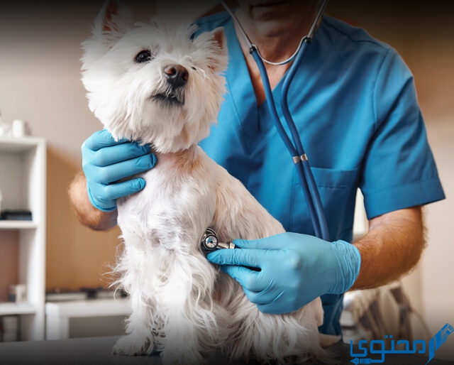 كم راتب الطبيب البيطري في السعودية؟