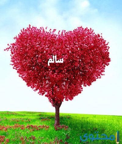 معنى اسم سالم (Salem) وصفاته وحكم التسمية