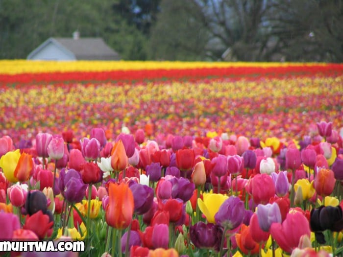 قصائد شعرية عن زهرة التوليب