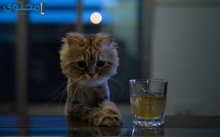 صور قطط حزينة جدا خلفيات Sad cats