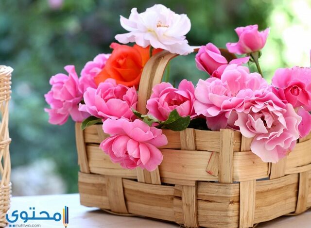 صور ورود طبيعية 2025 اجمل باقات ورد في العالم