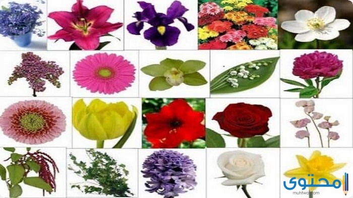 الأزهار وأسمائها