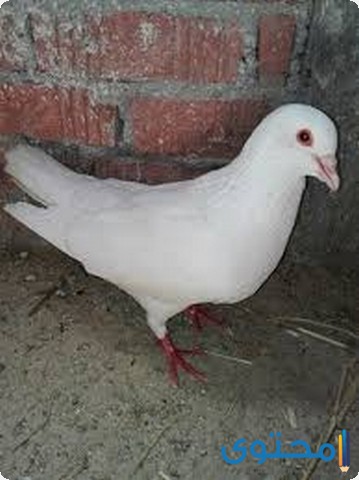 طريقة تربية الحمام اللاحم