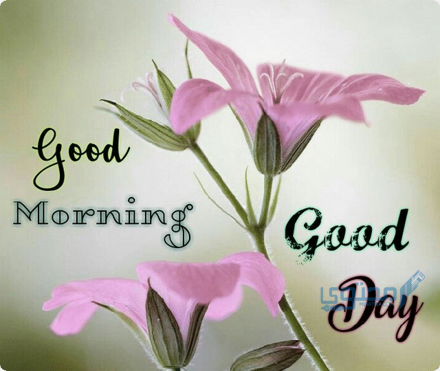 عبارات عن الأجواء الحلوة