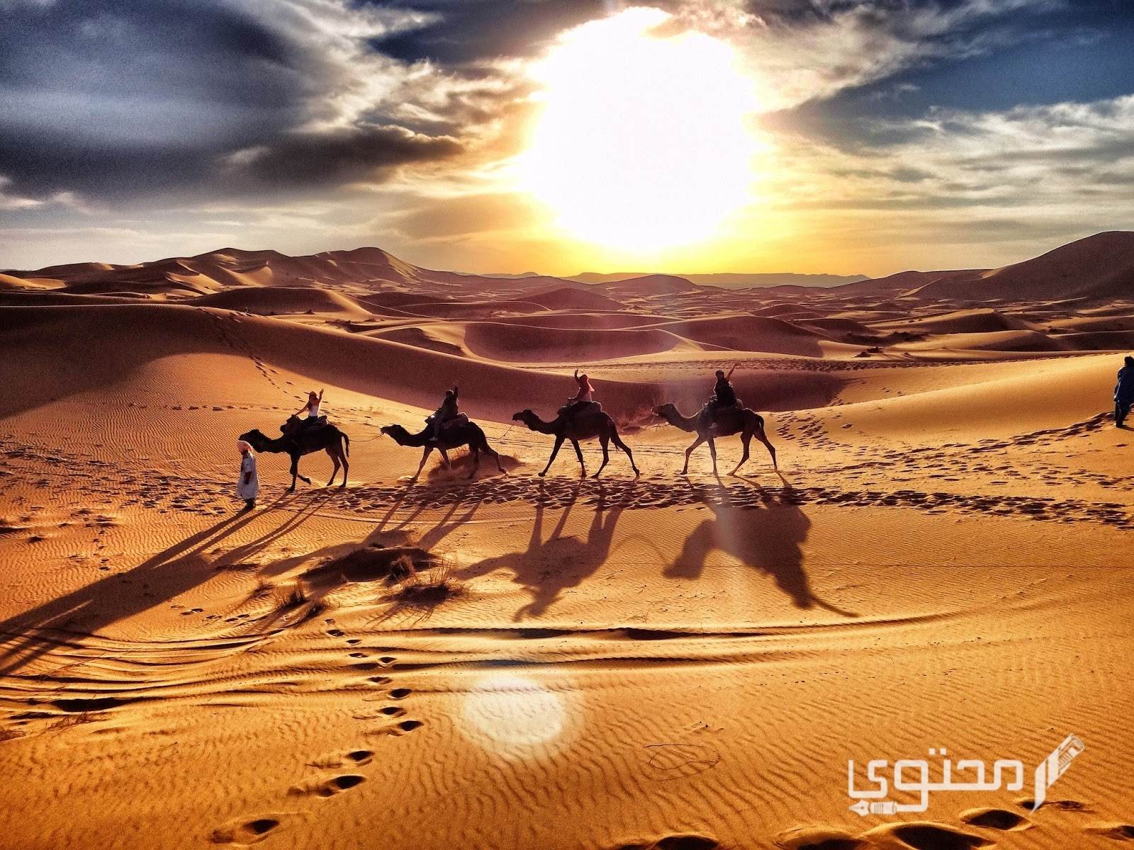 عدد قبيلة الشرارات وشجرة العائلة