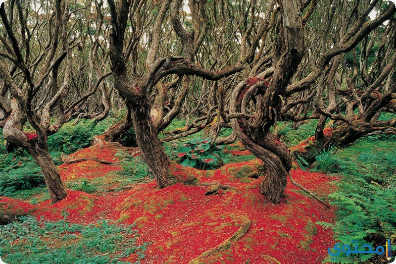 أغرب غابات العالم