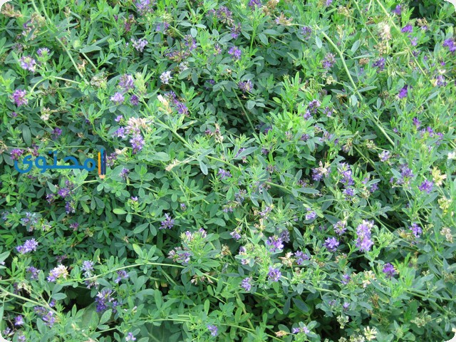 البرسيم في الحلم