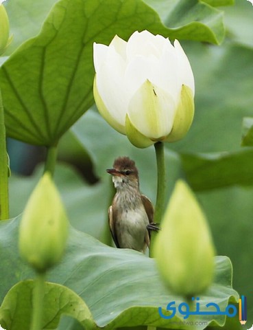 فوائد بذور اللوتس