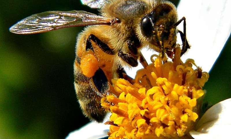 فوائد حبوب اللقاح للحمل