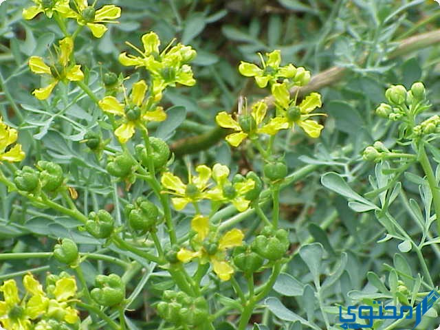 فوائد عشبة الشذاب