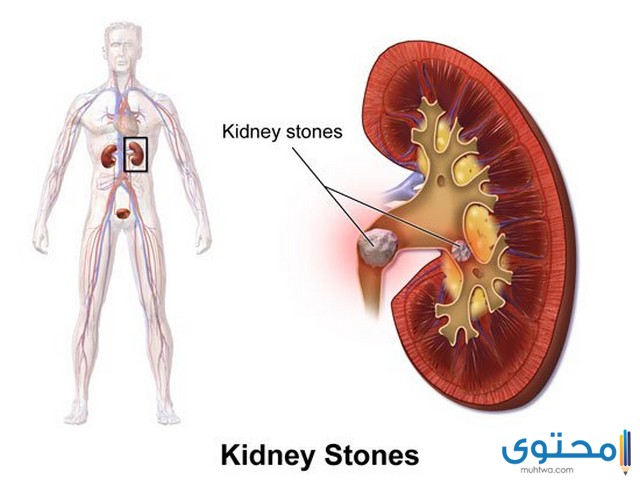 كمية الدم التي تمر في الكليتين