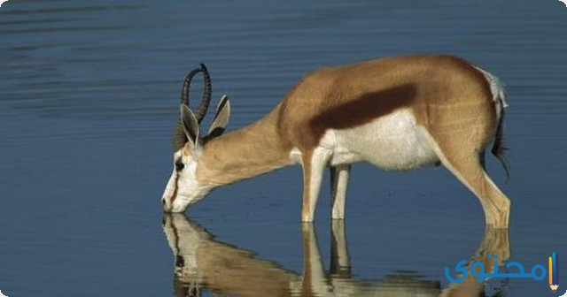 ما الذي تحتاج اليه المخلوقات لكي تعيش