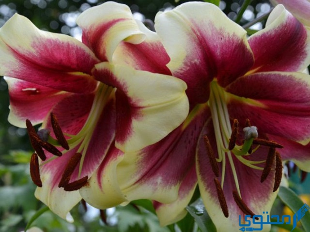 جزء النبات الذي ينتج البذور