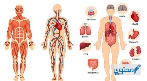ما هو أكبر عضو في جسم الإنسان ؟ وما أهميته