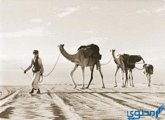 اكثر عدد قبيلة في الامارات