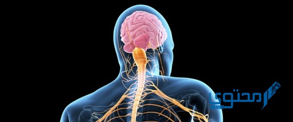 ما هي مكونات الجهاز العصبي